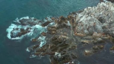 Üzerinde deniz kuşları olan kayalık deniz adalarının en üst manzarası..