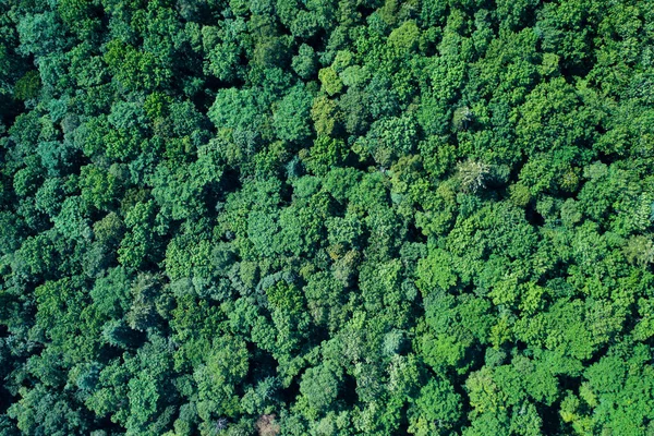 Vista Superior Floresta Decidual Verde — Fotografia de Stock