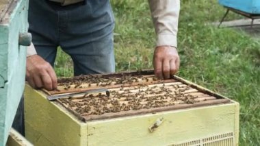 Arı yetiştiricisi arıda çalışıyor. Çerçeveleri bal peteğiyle değiştiriyor. Arılarla ilgilenir..