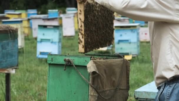 Apicultor Trabaja Colmenar Cambia Marco Con Panal Cuida Las Abejas — Vídeo de stock