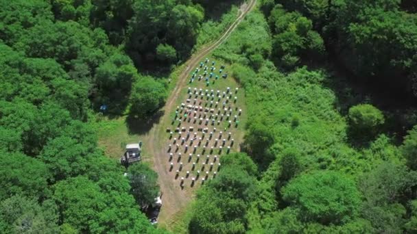 Widok Góry Pasieki Pszczół Lecie Lesie — Wideo stockowe