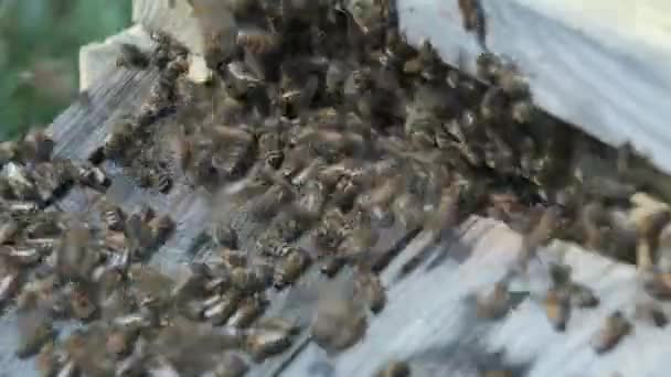 Abelhas Invadem Rastejam Entrada Colmeia Apiário Verão — Vídeo de Stock
