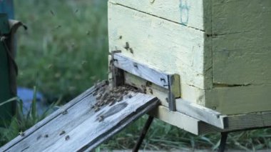 Arılar yazın arı kovanının girişine üşüşür ve sürünürler.. 