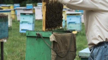 Arı yetiştiricisi arıda çalışıyor. Çerçeveleri bal peteğiyle değiştiriyor. Arılarla ilgilenir..