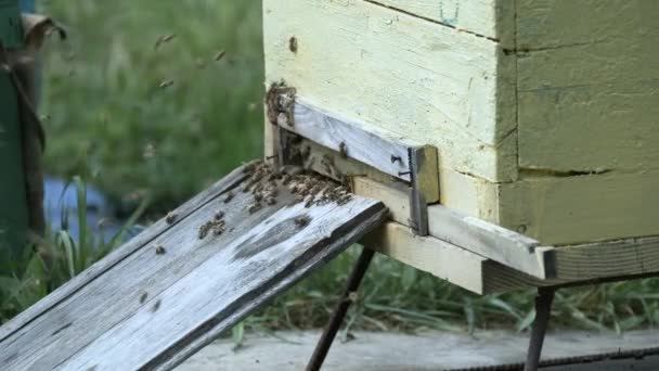 Пчелы Роятся Ползают Входа Улей Пасеке Летом — стоковое видео