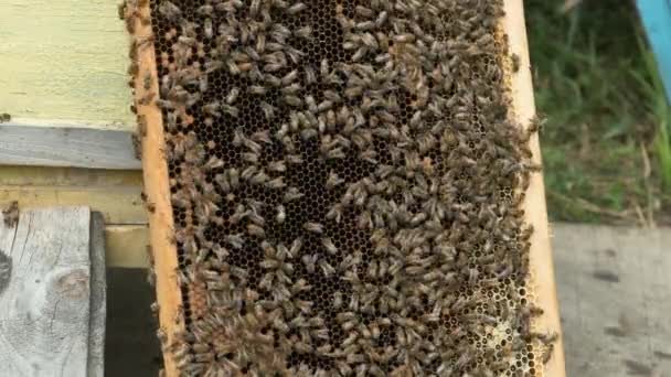 Bees Swarm Crawl Honeycomb Frame Standing Bee Hive — Stock Video