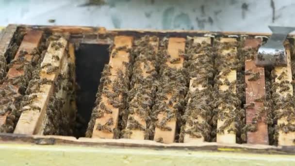 Пчелы Ползают Сверху Рамам Открытого Улья Пасеке — стоковое видео