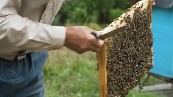 Beekeeper Works Apiary Changes Frames Honeycomb Takes Care Bees — Stock Video