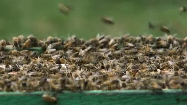 蜜蜂沿着蚜虫窝的开着的蜂房的框架从上面爬行 — 图库视频影像