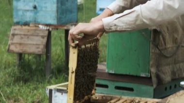 Arı yetiştiricisi arıda çalışıyor. Çerçeveleri bal peteğiyle değiştiriyor. Arılarla ilgilenir..