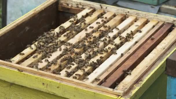 Pszczoły Pełzają Góry Ramach Otwartego Ula Pasiece — Wideo stockowe