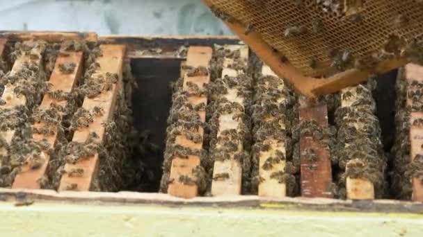 Μελισσοκόμος Δουλεύει Στο Μελισσοκομείο Αλλάζει Σκελετό Κηρήθρα Φροντίζει Τις Μέλισσες — Αρχείο Βίντεο