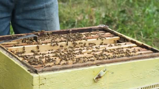 養蜂家は養蜂場で働いています ハニカムでフレームを変更します 蜂の世話をする — ストック動画