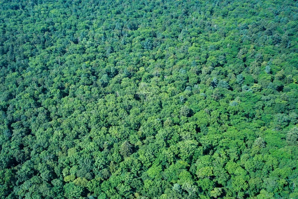 Top View Green Deciduous Forest — Stock Photo, Image