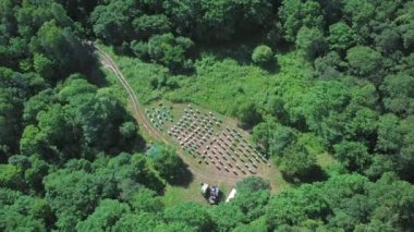 Yazın ormandaki arı kovanının en güzel manzarası..
