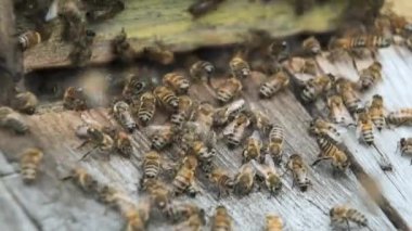 Arılar yazın arı kovanının girişine üşüşür ve sürünürler.. 