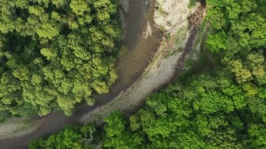 Yoğun bir ormanda bir dağ nehri akıyor..