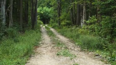 Samoyed köpeği neşeli bir şekilde orman yolunda koşar..