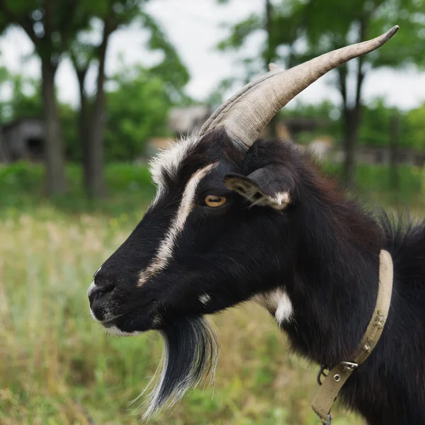 Cabeça de uma cabra negra — Fotografia de Stock