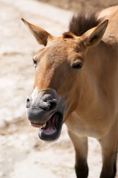 Wildes Przewalskij Pferd — Stockfoto