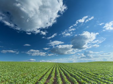 Pastoral gün güneşli güzel soya alanları