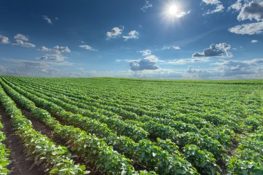 Soya alanları pastoral güneşli yaz gün