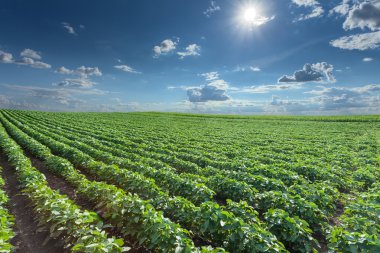 Soybean fields at idyllic sunny summer day clipart