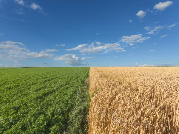 Поля пшениці та конюшини на ідилічному сонячному літньому дні — стокове фото