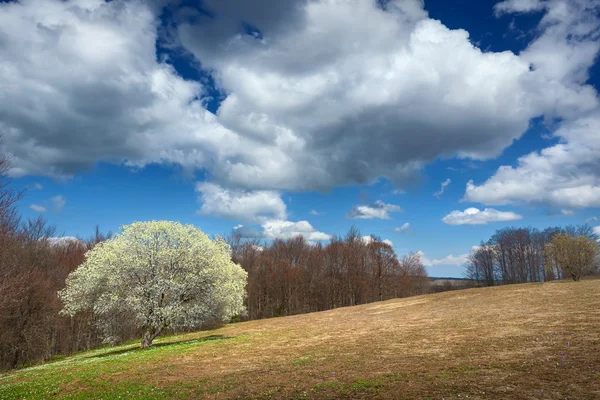 Jedno drzewo w kwitnące łąki i górskie — Zdjęcie stockowe