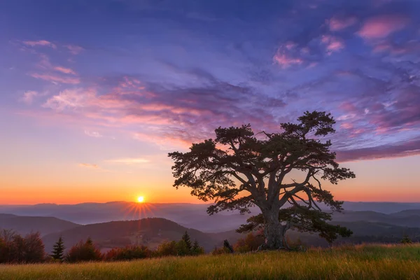 Hermoso paisaje de montaña con árbol solitario al amanecer —  Fotos de Stock