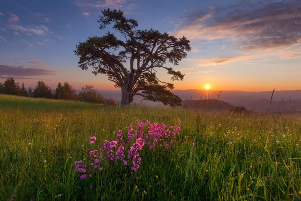 Hermoso paisaje de montaña con árbol de soledad al amanecer —  Fotos de Stock