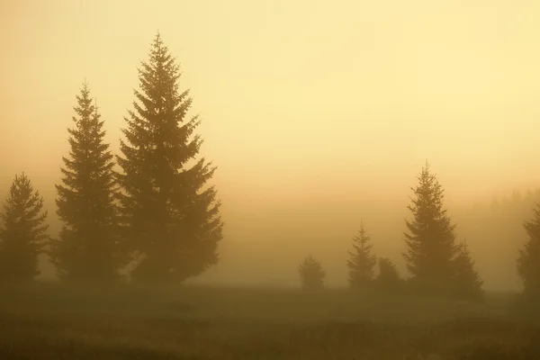 Salida del sol con vista a los abetos en la niebla — Foto de Stock