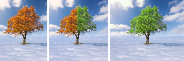 Collage - Single tree above the clouds