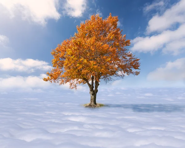 Einzelner Baum mit roten Blättern über den Wolken — Stockfoto