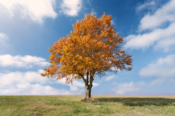 Lone tree with red leaves at sunny day — Stock Photo, Image