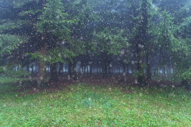 Orman ağaçları karşı kar