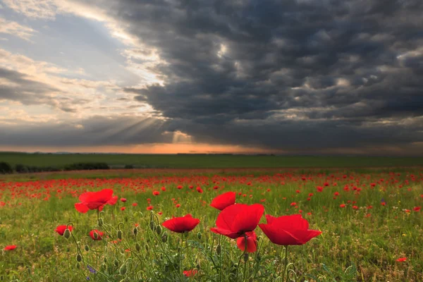 Nuages dramatiques au-dessus du champ de pavot au coucher du soleil — Photo