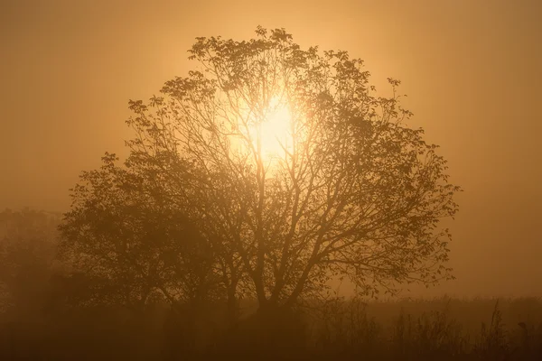 Luz solar através dos ramos de uma árvore solitária — Fotografia de Stock
