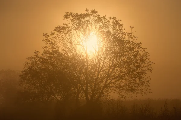 Zonlicht door de takken van een eenzame boom — Stockfoto