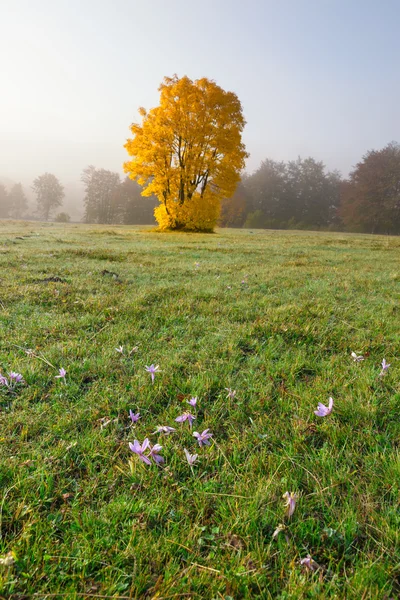 Pastoral mera ve tek ağaç ile sonbahar sahne — Stok fotoğraf