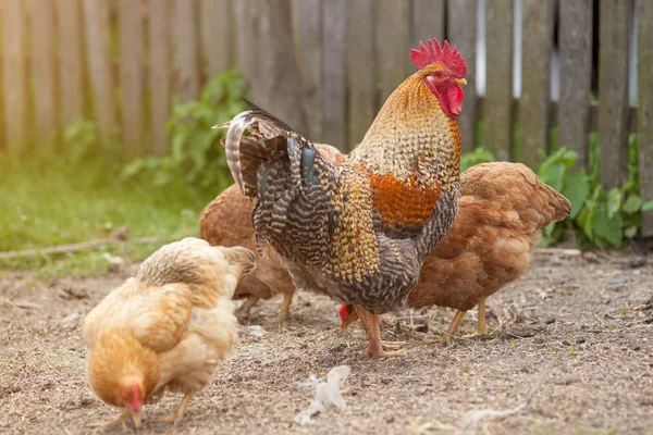 Cickens und Hahn im Hinterhof — Stockfoto