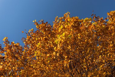 Renkli yapraklarda manzaralı sonbahar ortam