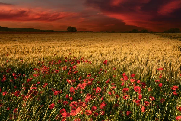 Zonsopgang met zicht op het tarweveld en papavers — Stockfoto