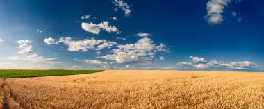 Golden wheat fields before harvest clipart