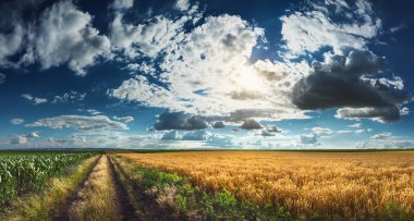 Wheat and corn fields before harvest clipart