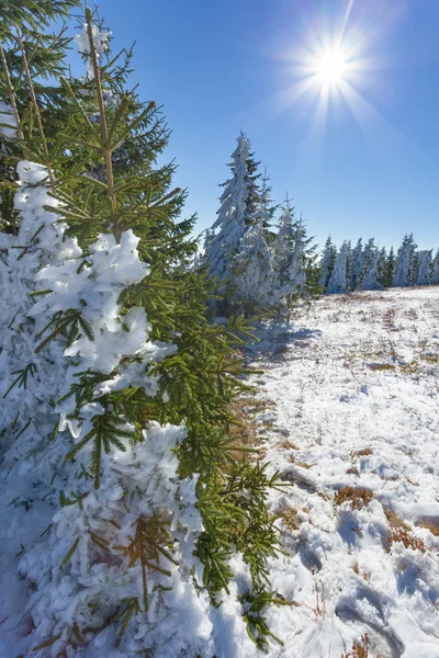 First snow in mountain against the sun — Stock Photo, Image