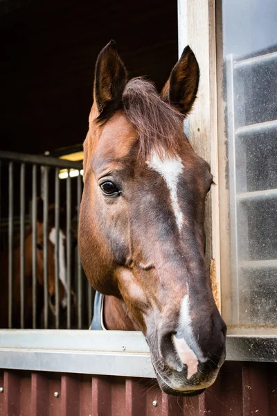 Hermoso caballo mirando por la ventana del establo — Foto de Stock