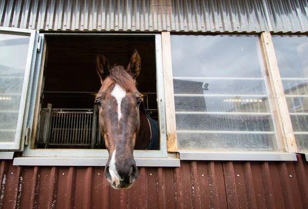 Beautiful horse looking out of the stable window — Stock Photo, Image