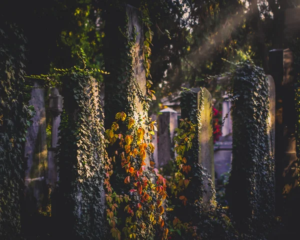 Cemitério Central Zentralfriedhof — Fotografia de Stock