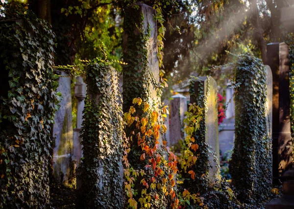 Centrale begraafplaats Zentralfriedhof — Stockfoto